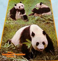 Pandabären-Poster